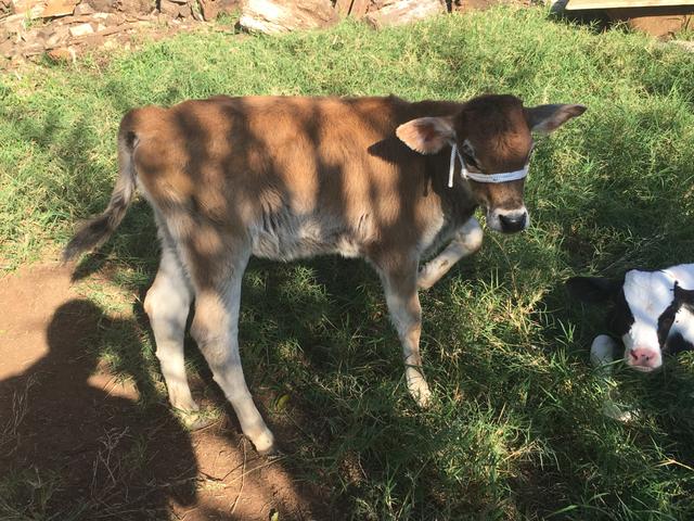 Terneira. Jersey. 3 meses