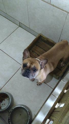 Bulldog francês