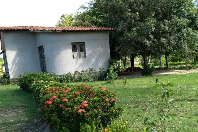 Grama esmeralda promoção