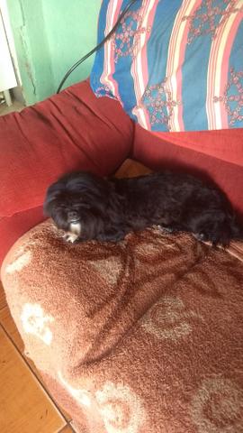 Matrix de shituz adulta