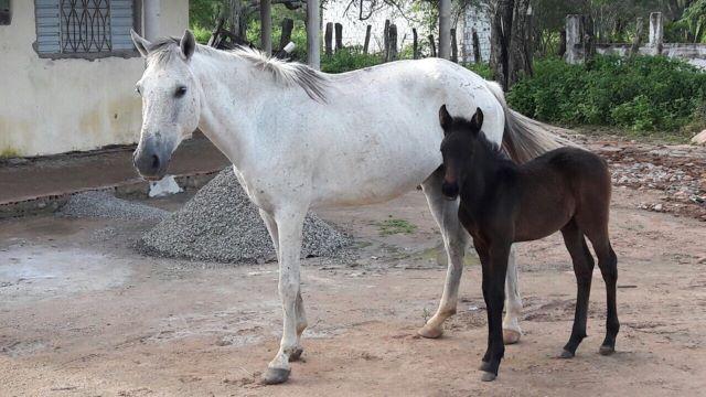 Égua e potra mangalarga marchador