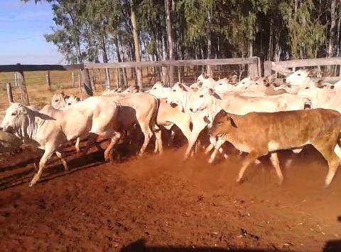 30 Novilhas P.O de Inseminação