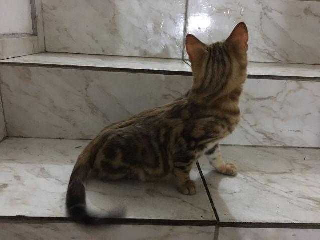 Bengal Marble Macho e Fêmea Inteiros