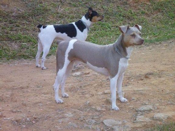 Família: cão de guarda Área de origem: Brasil Função