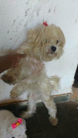 Lhass apso 