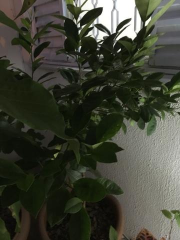 Muda Limão Cravo Enxertada