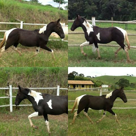 Potro Futuro Garanhão MM Urgente!