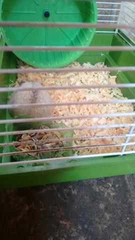 Vende-se hamster chinês branco