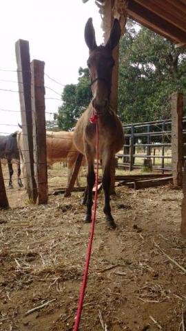 Vendo burro chucro - Filho do Bagres Quartzo