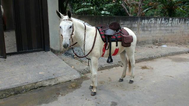 Vendo burro muito dócil