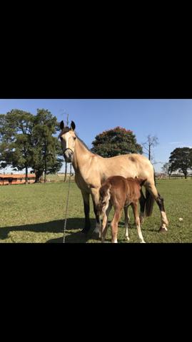 Vendo égua criola com potro no pé