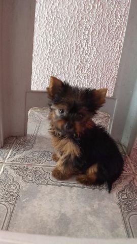 Yorkshire Terrier