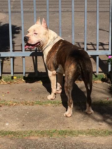 American staffordshire para cobertura