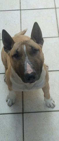 Bull Terrier cobertura