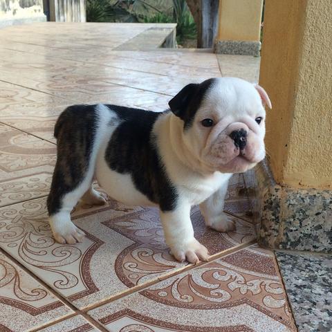 Bulldog ingles macho