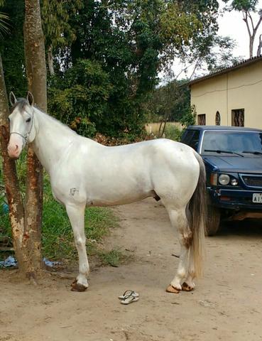 Cavalo Mangalarga Machado