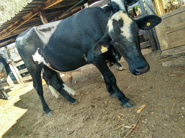 Garote para reprodução leiteira