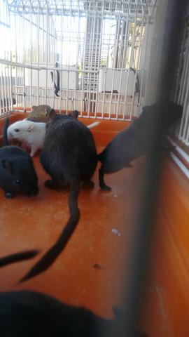 Gerbil esquilo da Mongólia a parti de 30 cada