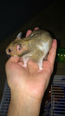Hamster Sírio
