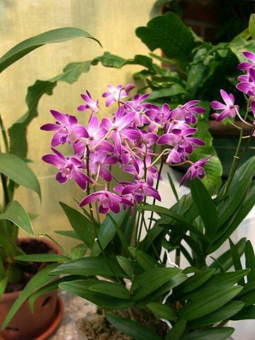 Orquídea Dendrobium Kingianum