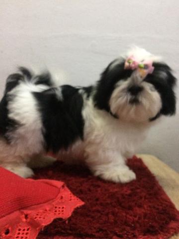 Shitzu fêmea