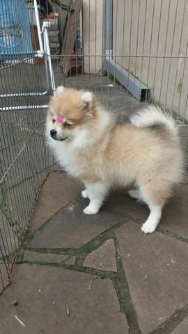 Spitz alemão Fêmea