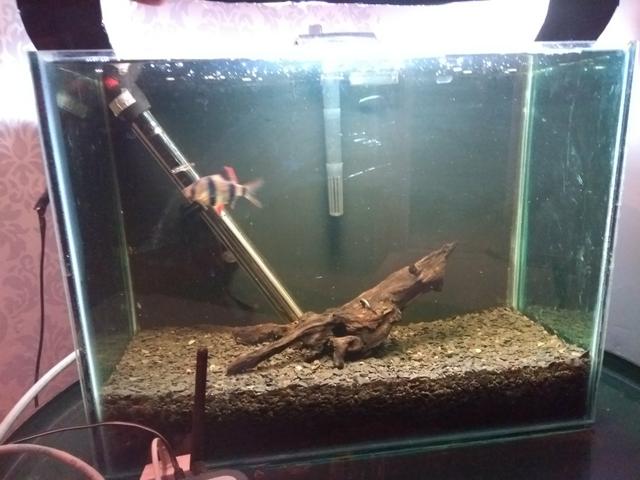 Aquario 24 litros completo