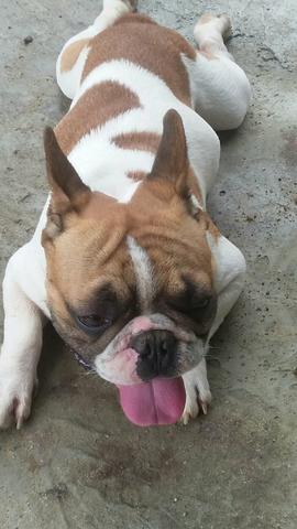 Buldog francês pra cobertura