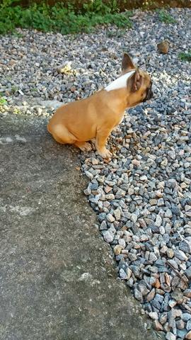 Bulldog francês fêmea fulvo
