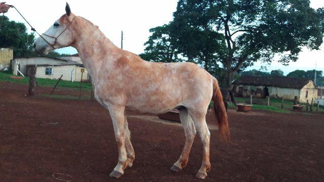 Cavalo branco