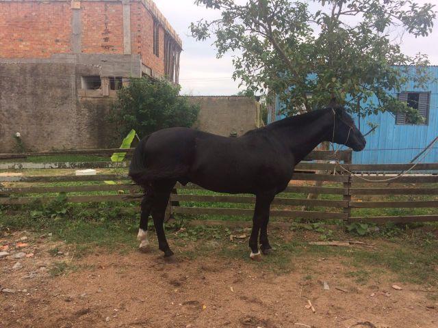 Cuido marcado, filho do Bt Faceiro do junco