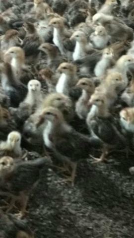 Frangas poedeiras enbrapa 51