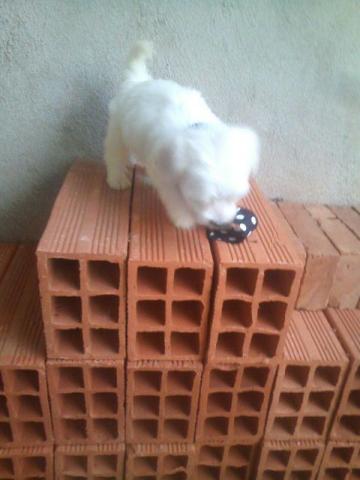 Maltês macho lindo e puro vacinado promoçao 300 urgente