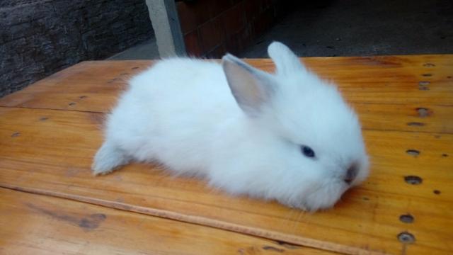 Mini coelhos