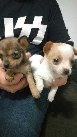 Pinscher Anão Lindos