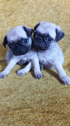 Pug fêmea com pedigree