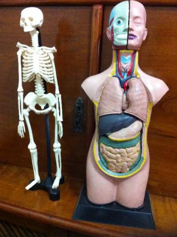Torso Esqueleto Anatomia Humana Corpo Humano