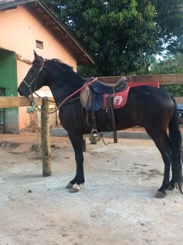 Vendo cavalo manga larga registrado