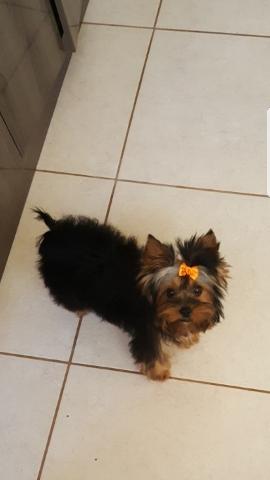 Yorkshire Terrier fêmea com 6 meses