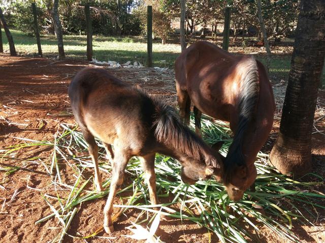 Égua mais Potro para venda!