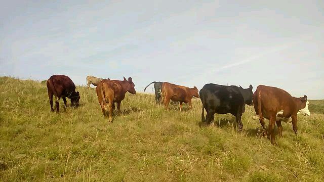 26 vacas e novilhas prenhas