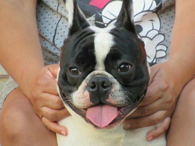 Bulldog Frances com pedigree
