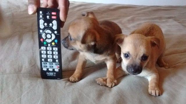 Chihuahua Miniatura Macho e Femea