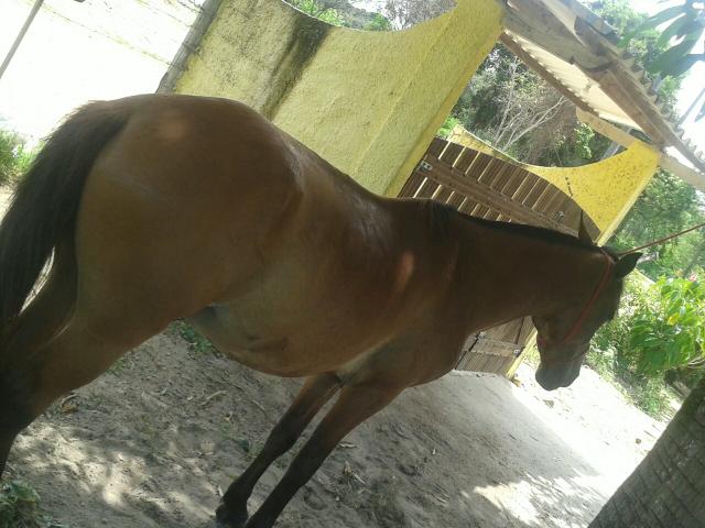 Excelente Cavalo Castanho.