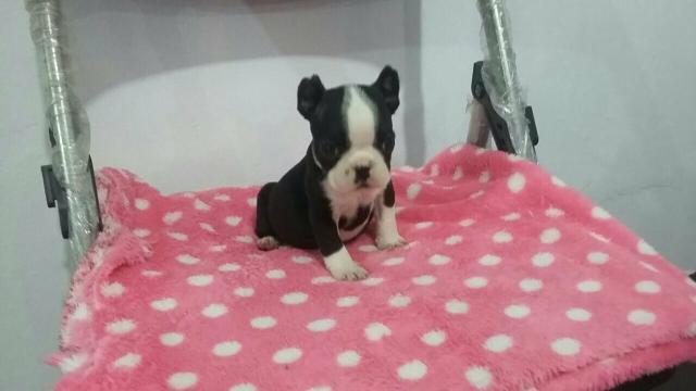 Fêmea de Bulldog Francês