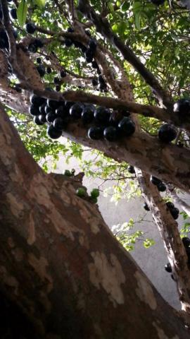 Pe de Jabuticaba com 30 anos