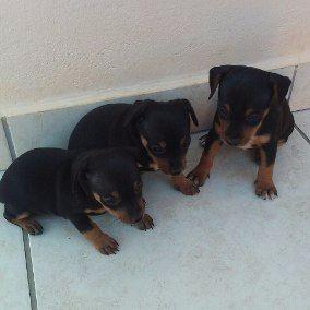 Pinscher N 1 pura raça de pai mãe puros sem o rabo cortado