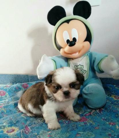 Shih Tzu vacinado