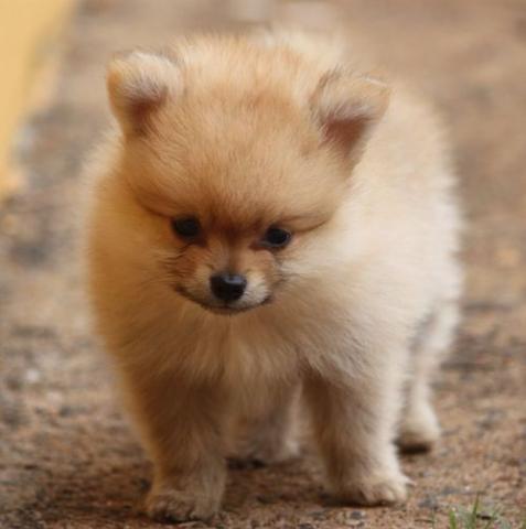 Spitz Alemão Femea Anão Muito Pequena