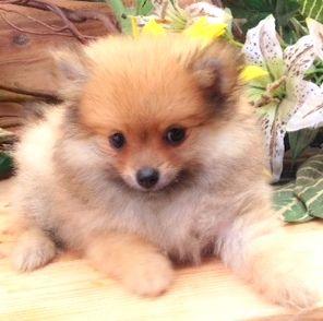 Spitz Alemão Fêmea